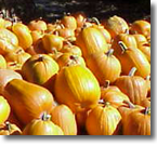 Pumpkins